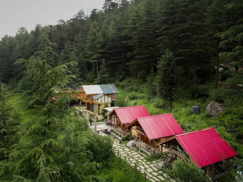 Himalayan Cedar Nest