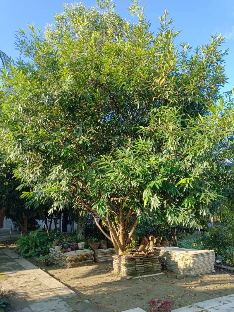 Areca Guest House