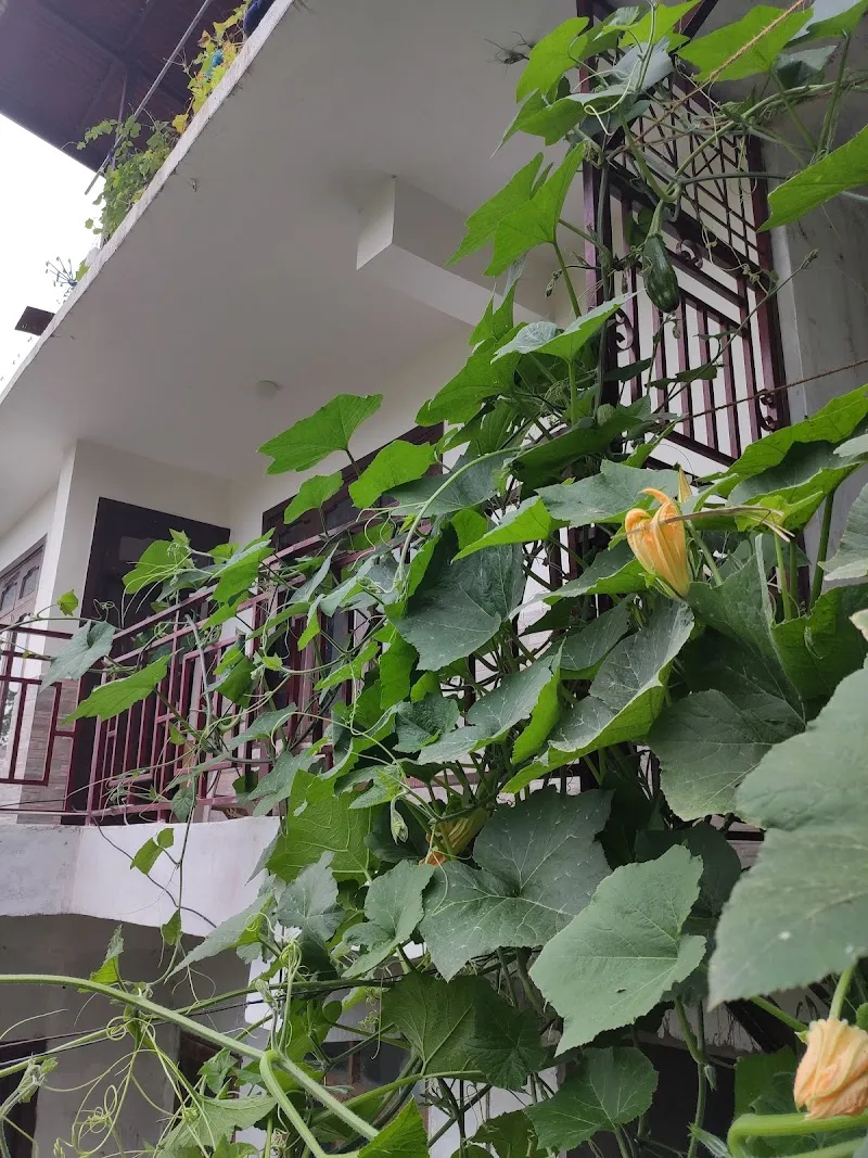 Singh Cottage(Shimla Nature Village)