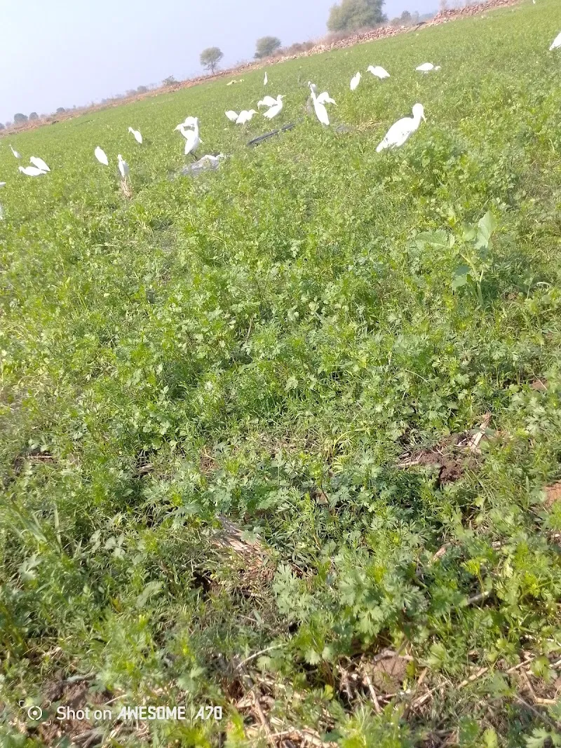 BAIRWA ji