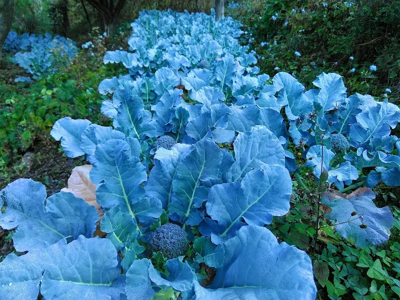 Dagar Farms & Homestay